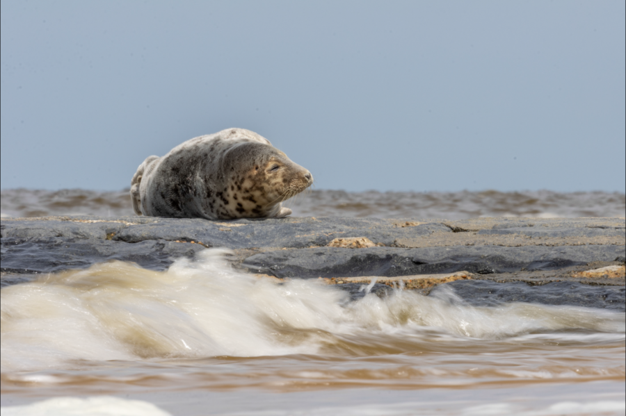 Bevers © Max van Waasdijk